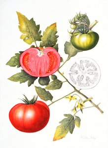 Pomidory, 1994